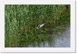 valkoposkitiira whiskered tern * 3872 x 2592 * (5.48MB)